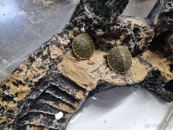 Vodná korytnačka - 2