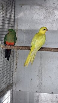 Kralovsky papagáj - 2