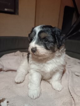 Ponúkam šteniatka - 2