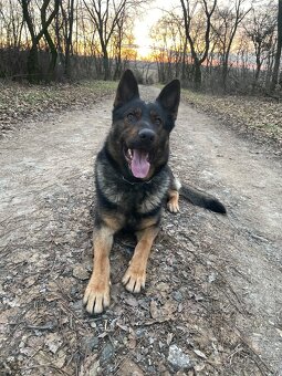 Nemecky ovčiak krytie - 2