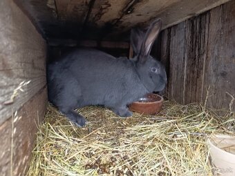 Nemecký obrovity strakac - 2