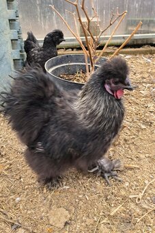 Predam kohúta hodvabničky - 2