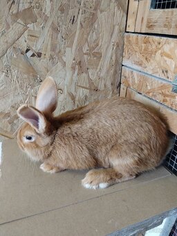 Burgundský králik - 2