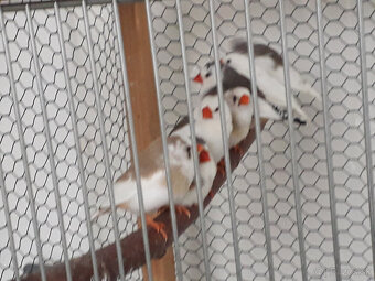 predám zebričky a andulky - 2