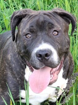American Bully posledný psik - 2