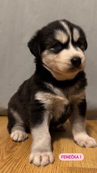 štěniatka Sibirského Husky - 2