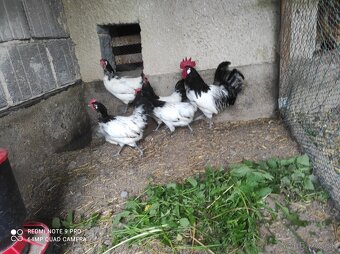 Araucana lavender , lakenfeldka, brahmanka - 2
