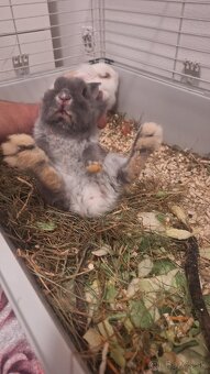 Darujeme zajačika zakrsleho - 2