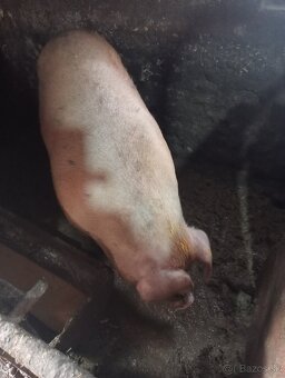 Predám ošípané - 2