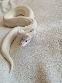 Pytón Kráľovský - 2