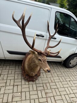 Trofej,parohy,parozie ,jelen - 2