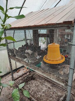 Klietka / voliera - 2