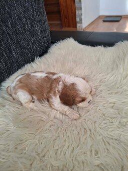 Cavalier king charles Spaniel - 2