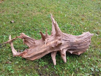 predam koren/samorast do akvaria - 2