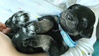 Malý čiernostrieborný bradáč s PP - 2