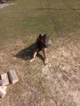 Nemecký ovčiak - 2