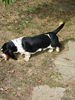 BASET - BASSET. - 2