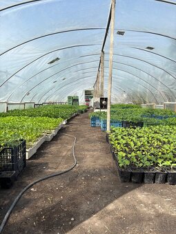 Planty - 2