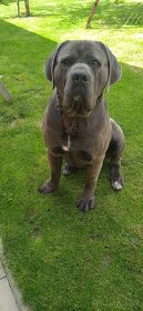 cane corso - 2