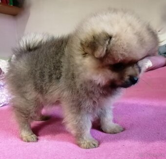 Prodám štěňata pomeranianu - 2