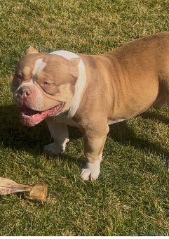 American bully pocket top pedigree - 2