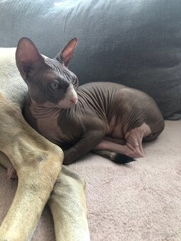 Predám Sphynx - 2