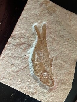 Fosília, skamenelina, rybka - inzerát č.1 Libanon REZERVE - 2