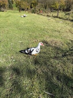 Kačka pižmová - 2