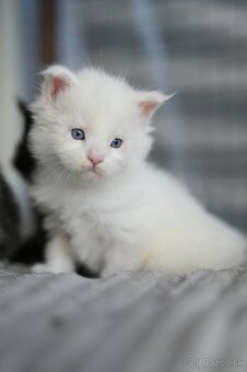 Mainská mývalia - maine coon - MCO - modrooka mačička - 2