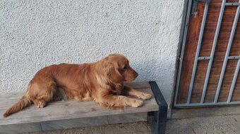 Zlaty retriever - 2