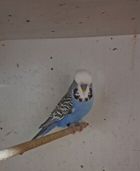 Výstavné andulky - 2