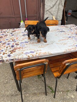 Darujem steniatka. - 2