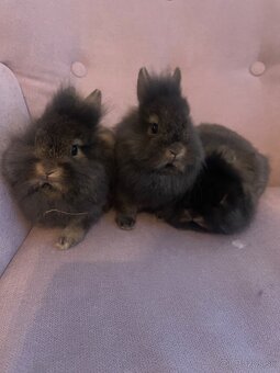 Zakrslý králik s Teddy génom - 2