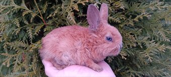 Zakrslý králik - 2