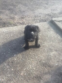 Cane Corso - 2