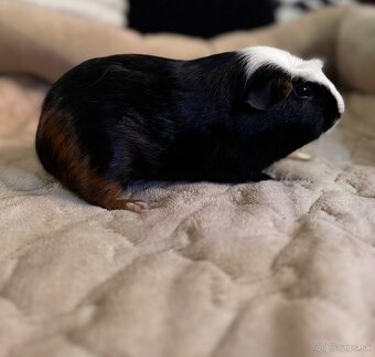 Anglický crested - morča - 2