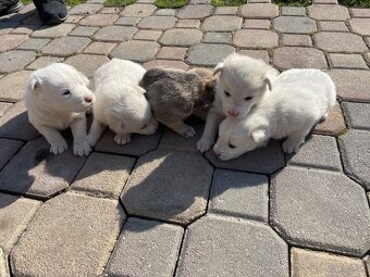 Máme na predaj šteniatka - 2