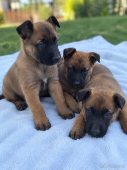 Belgický ovčiak malinois - 2