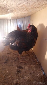 Predám , vymením kohúta 🐓 - 2