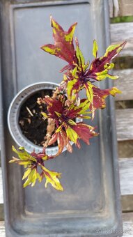 Coleus - 2
