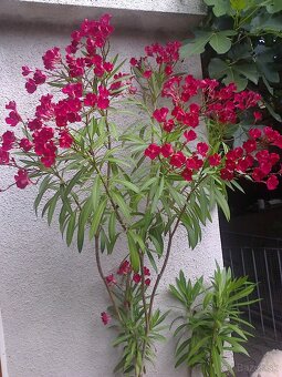 Oleander, hortenzia, trúbkovec. - 2