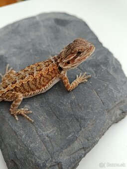 Agama bradatá - predám mláďatá - 2