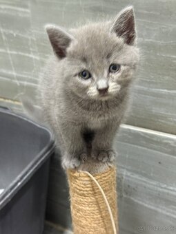 Britské mačiatka - 2