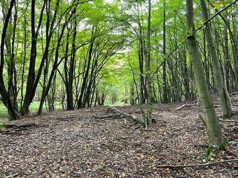 Raslavice – 156.000 m2 LESOV (87,6% podielov na LV) - 2