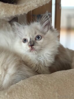 Ragdoll mačiatka - 2