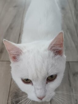 Darujem mačičku - 2