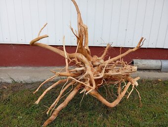 predam koren/samorast do akvaria - 2