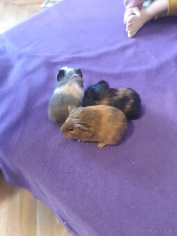 Morča / morské prasa - 2