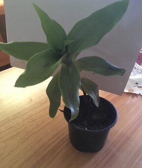 Kalisia Voňavá - rastliny v kvetináči - 2