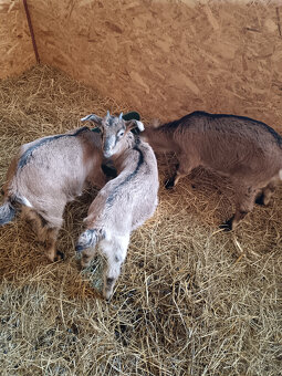 Predám kozliatka - 2